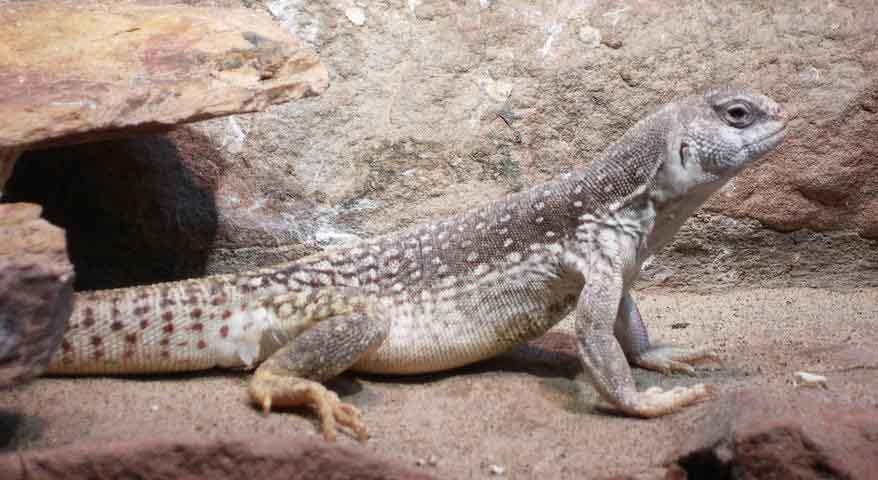 Dipsosaurus dorsalis